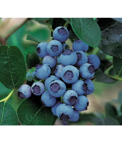 Dehner Gourmet Garten Heidelbeere 'Spartan'