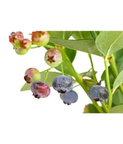 Dehner Gourmet Garten Heidelbeere 'Spartan' -Haus Pflanzen Welt 7665508 PR DE 002 GourmetGartenHeidelbeereSpartan3LiterDehnerExpressHerzig