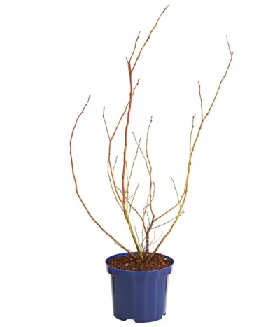 Dehner Gourmet Garten Heidelbeere 'Spartan' 9 Dehner Gourmet Garten Heidelbeere 'Spartan' -Haus Pflanzen Welt 7665508 WE FS 001 GGHeidelbeereSparten3L