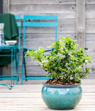 Dehner Gourmet Garten Heidelbeere 'Spartan' 10 Dehner Gourmet Garten Heidelbeere 'Spartan' -Haus Pflanzen Welt 7665508 WE MO HeidelbeereSpartan