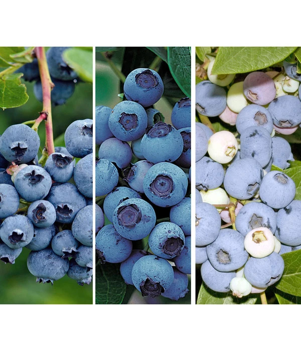 Heidelbeer-Drilling 3 Heidelbeer-Drilling