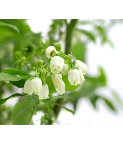 Heidelbeer-Drilling -Haus Pflanzen Welt 7665631 WE DE 001 VacciniumHeidelbeerDrilling10L