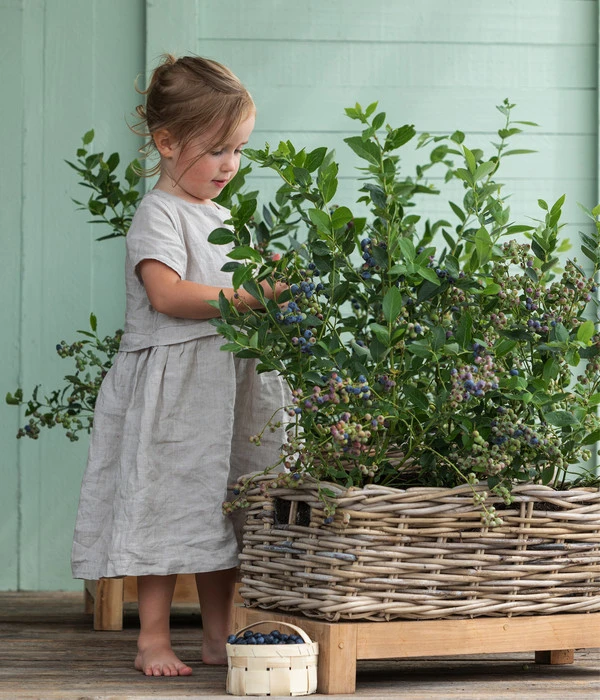 Heidelbeer-Drilling 5 Heidelbeer-Drilling – Bild 3