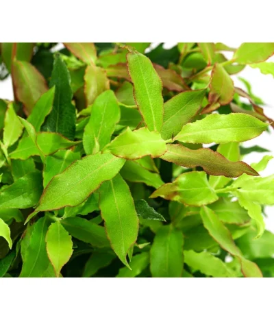 4-Monats-Heidelbeere 'Lucky Berry®' 9 4-Monats-Heidelbeere 'Lucky Berry®' -Haus Pflanzen Welt 7665847 WE DE 04 VacciniumHeidelbelbeereLuckyBerry5L