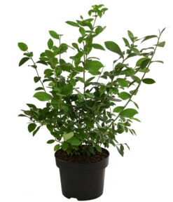 Heidelbeer-Drilling 7 Heidelbeer-Drilling -Haus Pflanzen Welt 7665953 WE FS 002 VacciniumHeidelbeereDrilling5L