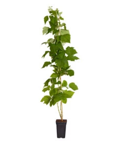 Dehner Gourmet Garten Himbeere 'Homecane®' 5 Dehner Gourmet Garten Himbeere 'Homecane®' -Haus Pflanzen Welt 7666662 PR FS 002 Himbeere HomeCaneDehnerExpressZS