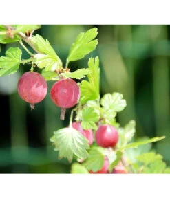 Stachelbeere 'Hinnonmäki', Stämmchen -Haus Pflanzen Welt 7668494 PR DE 001 StachelbeereHinnomaekiPixabay