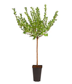 Stachelbeere 'Hinnonmäki', Stämmchen -Haus Pflanzen Welt 7668502 PR FS 002 StachelbeereHinnomaekiRotFussstammDehnerExpressHerzig