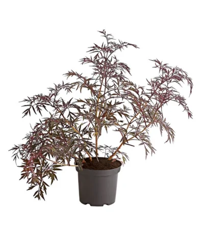 Holunder 'Black Lace' -Haus Pflanzen Welt 7670896 PR FS 001 HolunderBlackLaceEvaBusch5LiterDehnerExpressHerzig