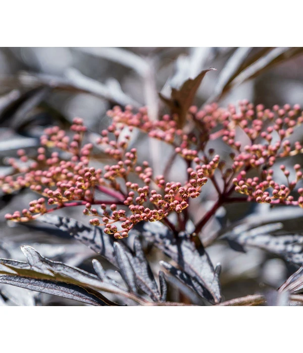 Holunder 'Black Lace' 3 Holunder 'Black Lace'