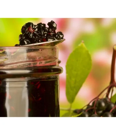 Holunder 'Black Lace' -Haus Pflanzen Welt 7670896 WE MO 003 Holunder