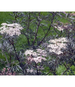 Holunder 'Black Lace' 9 Holunder 'Black Lace' -Haus Pflanzen Welt 7670896 WE MO 004 HolunderBlackLace