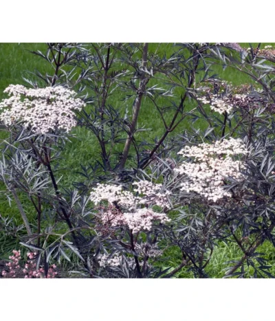 Holunder 'Black Lace' -Haus Pflanzen Welt 7670896 WE MO 004 HolunderBlackLace