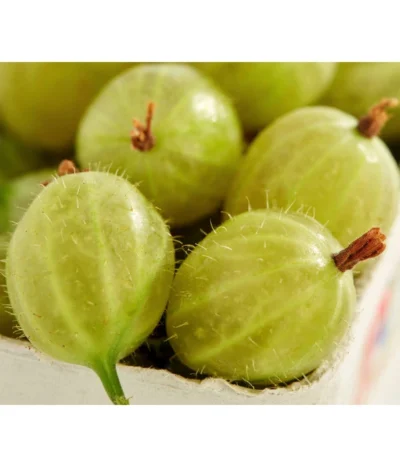 Stachelbeere 'Invicta', Stämmchen