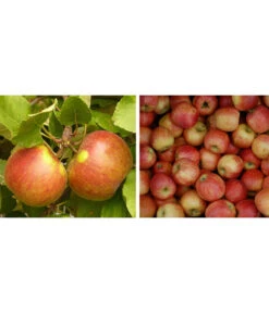 Apfel-Duo 'Elstar/James Grieve'