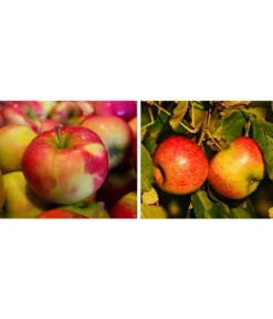 Apfel-Duo 'Jonagold/Boskoop'