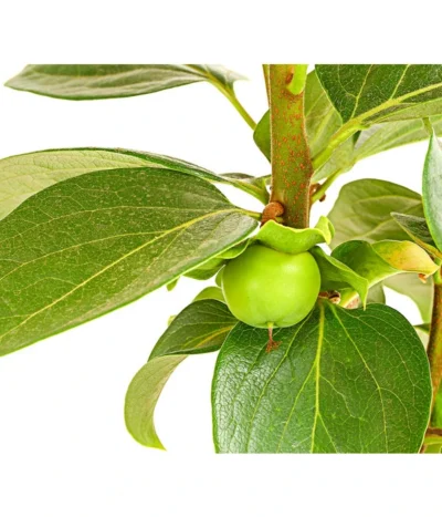 Dehner Kaki 'Rojo Brillante' - Kaki-Pflaume 'Rojo Brillante' -Haus Pflanzen Welt 7693377 PR DE 001 KakiRojoBrillanteBUDehnerExpressHerzig