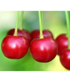 Säulenkirsche 'Victoria' 5 Säulenkirsche 'Victoria' -Haus Pflanzen Welt 7697170 PR DE 001 PrunusSaeulenkirscheVictoriaPixabay