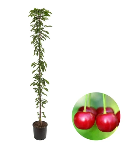 Säulenkirsche 'Victoria'