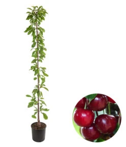 Säulenkirsche 'Claudia'