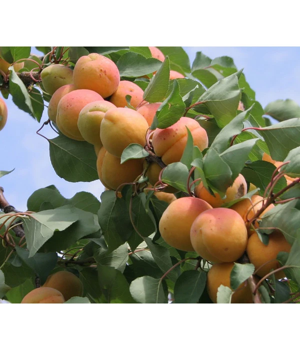 Aprikose - Marille 'Klosterneuburger' 3 Aprikose - Marille 'Klosterneuburger'