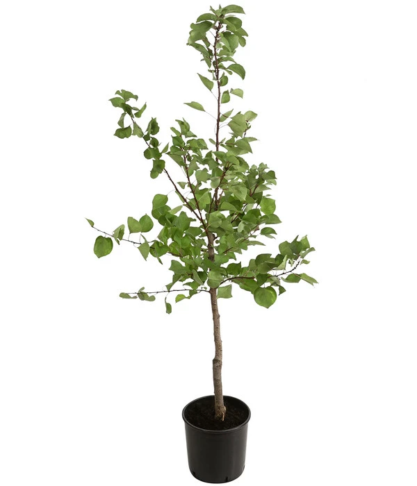 Aprikose - Marille 'Klosterneuburger' 4 Aprikose - Marille 'Klosterneuburger' – Bild 2