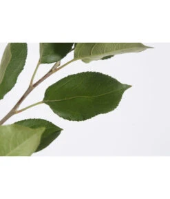 Sommerapfel 'Klarapfel', Weiß -Haus Pflanzen Welt 7701386 PR DE 001 KlarapfelWeissMalusDomesticaBusch95LiterDehnerExpressZS