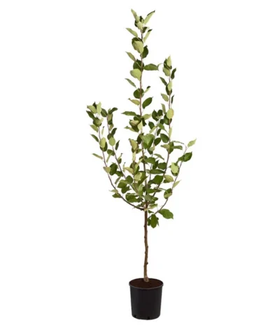 Sommerapfel 'Klarapfel', Weiß 8 Sommerapfel 'Klarapfel', Weiß -Haus Pflanzen Welt 7701386 PR FS 002 KlarapfelWeissMalusDomesticaBusch95LiterDehnerExpressZS