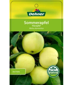 Sommerapfel 'Klarapfel', Weiß -Haus Pflanzen Welt 7701386 SommerapfelKlarapfel Etikett 1