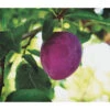 Dehner Pflaume 'Königin Viktoria' -Haus Pflanzen Welt 7702558 PR FS 001 PrunusPflaumeKoeniginVictoriaPixabayRet