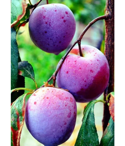 Dehner Pflaume 'Königin Viktoria' 7 Dehner Pflaume 'Königin Viktoria' -Haus Pflanzen Welt 7702558 WE MO 002 PflaumeKoeniginViktoriaPixabay