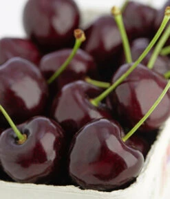 Süßkirschen-Duo 'Kordia/Burlat' -Haus Pflanzen Welt 7703143 PR DE 001 KirscheKordiaDehnerExpressZS