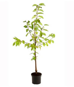 Süßkirschen-Duo 'Kordia/Burlat' -Haus Pflanzen Welt 7703234 PR FS 001 KirschenDuoKordiaBurlat95LiterDehnerExpressHerzig