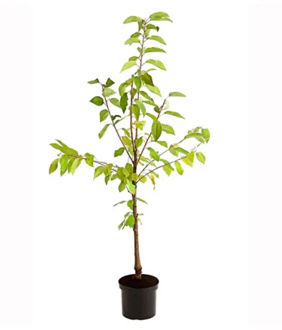 Süßkirschen-Duo 'Kordia/Burlat' 9 Süßkirschen-Duo 'Kordia/Burlat' -Haus Pflanzen Welt 7703234 PR FS 001 KirschenDuoKordiaBurlat95LiterDehnerExpressHerzig