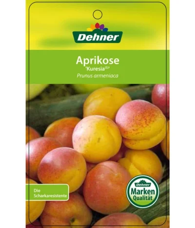 Aprikose 'Kuresia' 8 Aprikose 'Kuresia' -Haus Pflanzen Welt 7704158 AprikoseKuresia Etikett 1