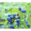 Sibirische Blaubeere 'MyBerry® Sweet' -Haus Pflanzen Welt 7708399 PR DE 001 LoniceraBlaubeereMaibeereFotolia86693979
