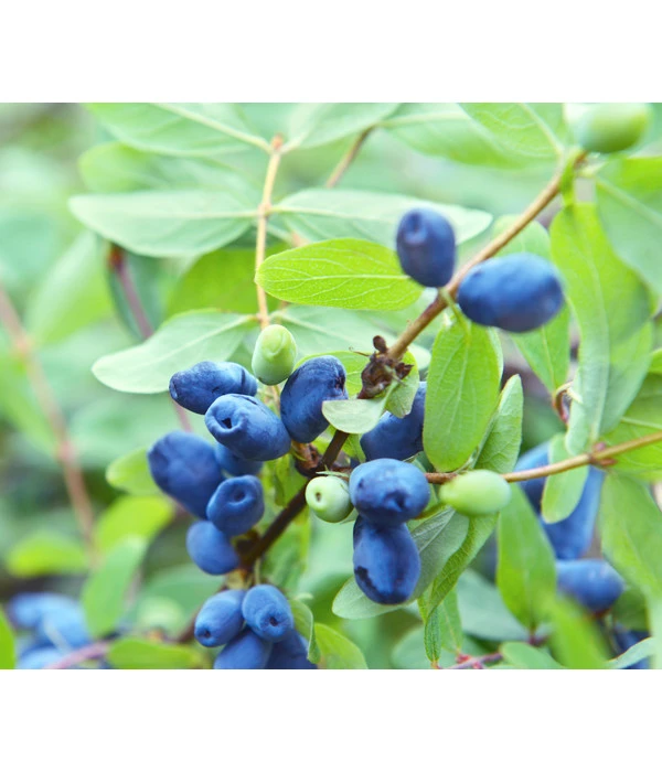 Sibirische Blaubeere 'MyBerry® Sweet' 3 Sibirische Blaubeere 'MyBerry® Sweet'
