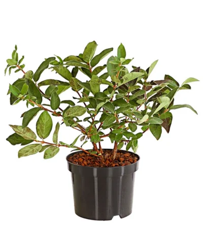 Sibirische Blaubeere 'Russlana'