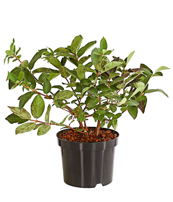 Sibirische Blaubeere 'Russlana' 3 Sibirische Blaubeere 'Russlana'