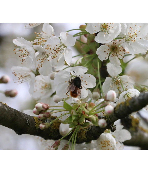 Süßkirsche 'Merchant' 5 Süßkirsche 'Merchant' – Bild 3