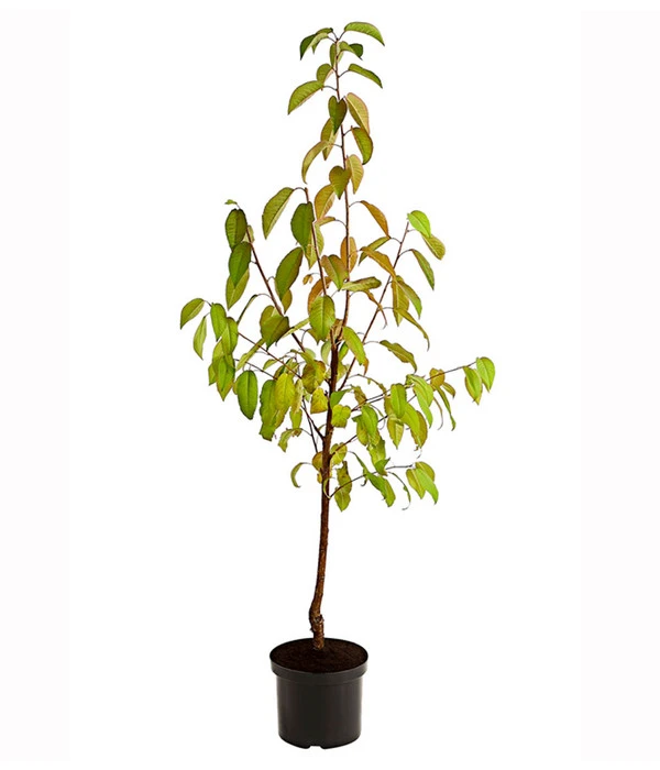 Süßkirsche 'Merchant' 4 Süßkirsche 'Merchant' – Bild 2