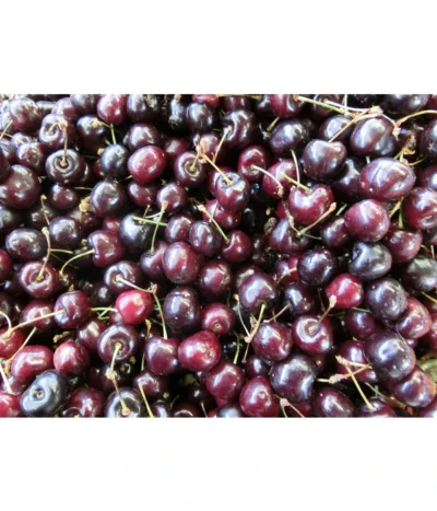 Süßkirsche 'Merchant' 9 Süßkirsche 'Merchant' -Haus Pflanzen Welt 7710205 WE MO 002 KirscheMerchantPixabay