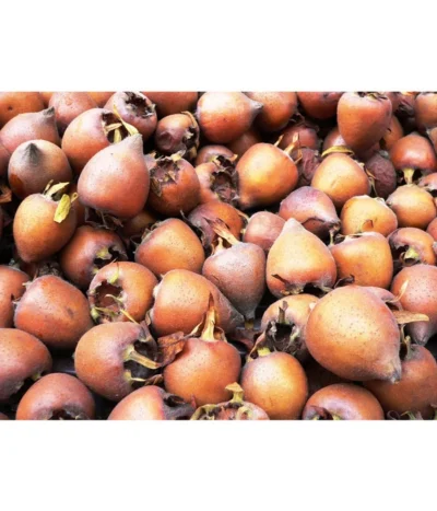 Mispel -Haus Pflanzen Welt 7711088 WE MO 001 MispelMespilusPixabay