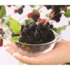 Maulbeere 'Mojo Berry' -Haus Pflanzen Welt 7714579 WE DE 004 MorusMaulbeereBonBonBerryMojoBerry