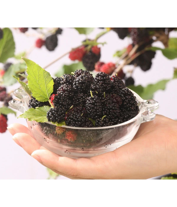 Maulbeere 'Mojo Berry' 3 Maulbeere 'Mojo Berry'