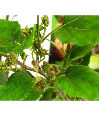 Maulbeere 'Mojo Berry' 7 Maulbeere 'Mojo Berry' -Haus Pflanzen Welt 7714579 WE DE 011 MorusMojoBerrieMaulbeereT13