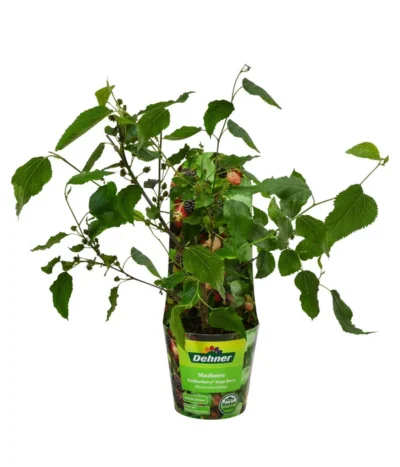 Maulbeere 'Mojo Berry' 6 Maulbeere 'Mojo Berry' -Haus Pflanzen Welt 7714579 WE FS 011 MorusMojoBerrieMaulbeereT13