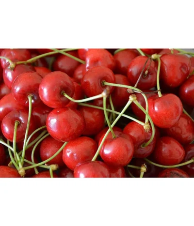 Sauerkirsche 'Morellenfeuer' -Haus Pflanzen Welt 7714728 WE MO 001 SauerkirscheMorellenfeuerPixabay