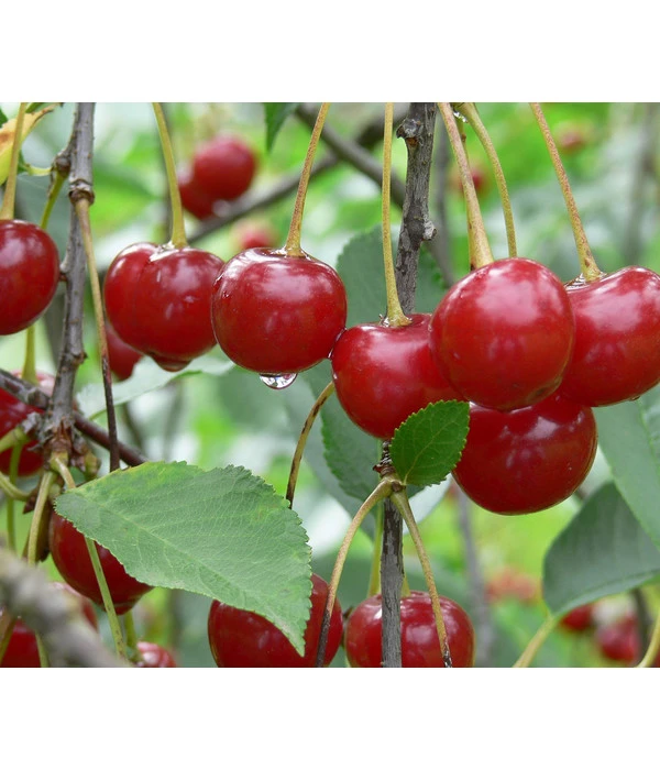 Sauerkirsche 'Morellenfeuer' 3 Sauerkirsche 'Morellenfeuer'