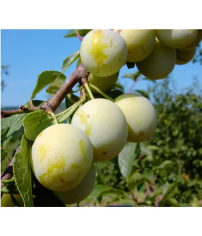 Zwetschgen-Duo 'Nancy/Schönberger' -Haus Pflanzen Welt 7719230 BildFS 001 ZwetscheNancyMirabelleNancyMirabelleBu